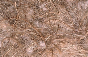 Coconut, Sisal, Jute and Cotton - Mixed Nesting Materials - Sisal Fibre - Finch and Canary Breeding Supplies