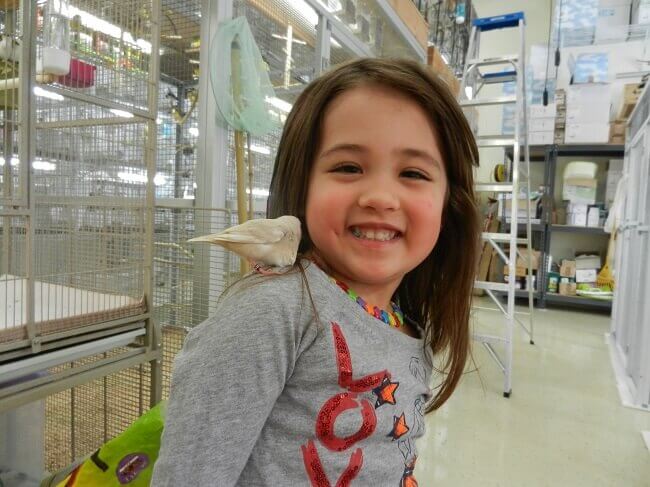 Lady Gouldian Finch Supplies USA