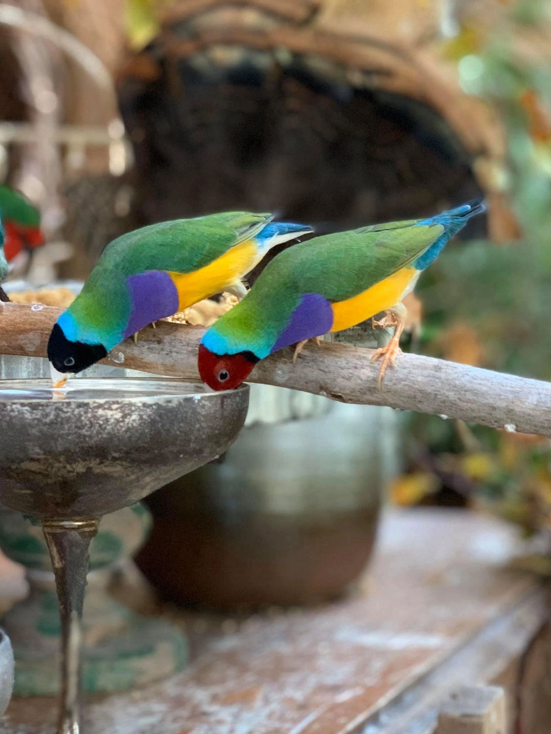 Lady Gouldian Finch Nesting Water Tubes and Drinkers
