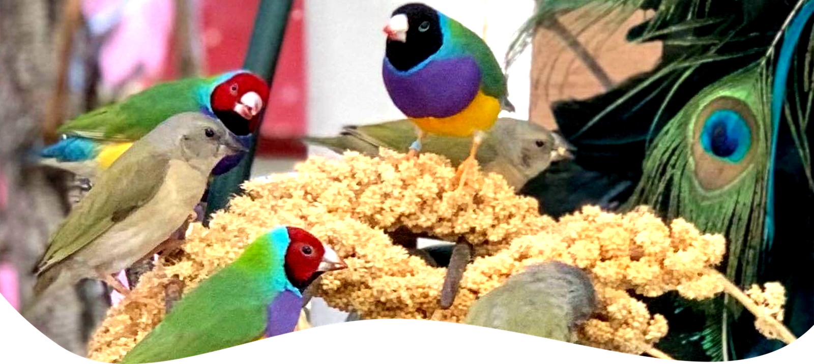 Lady Gouldian Finch Supplies USA