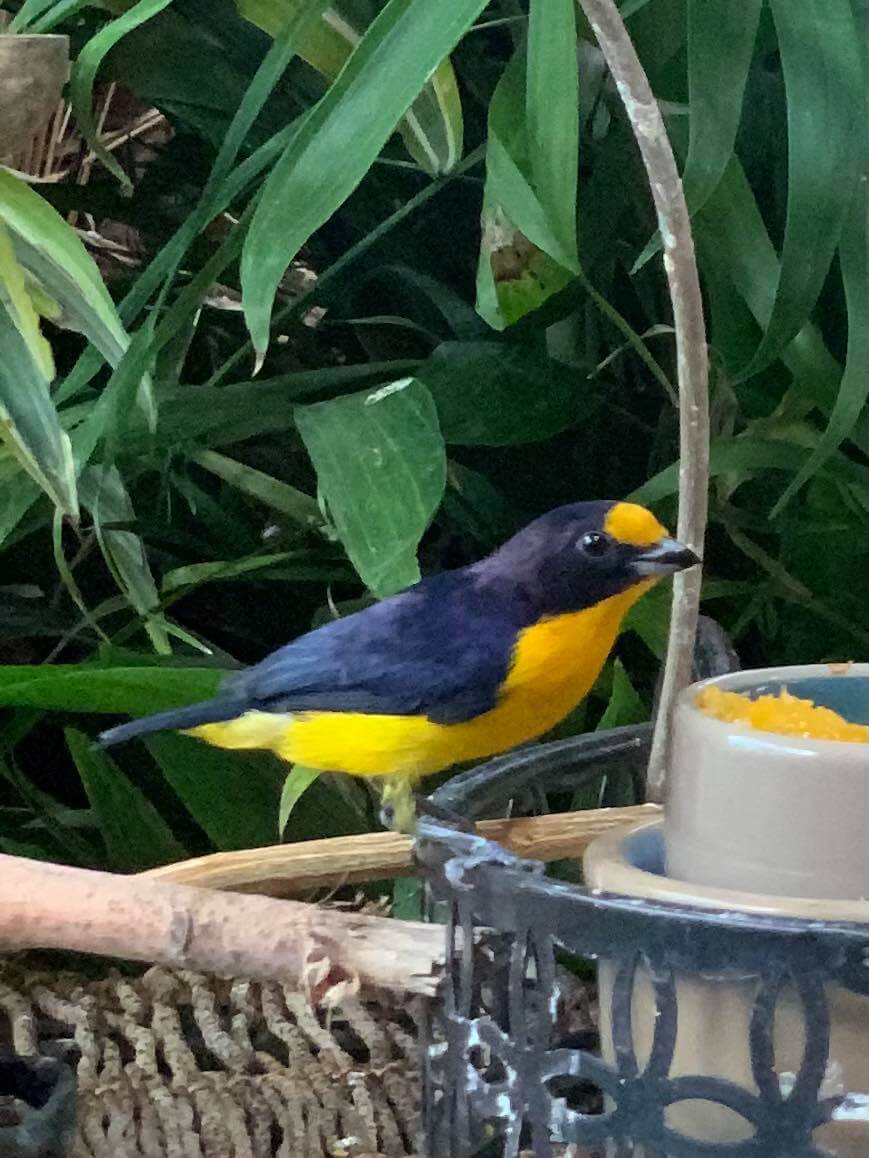 Lady Gouldian Finch Cage Supplies and Accessories