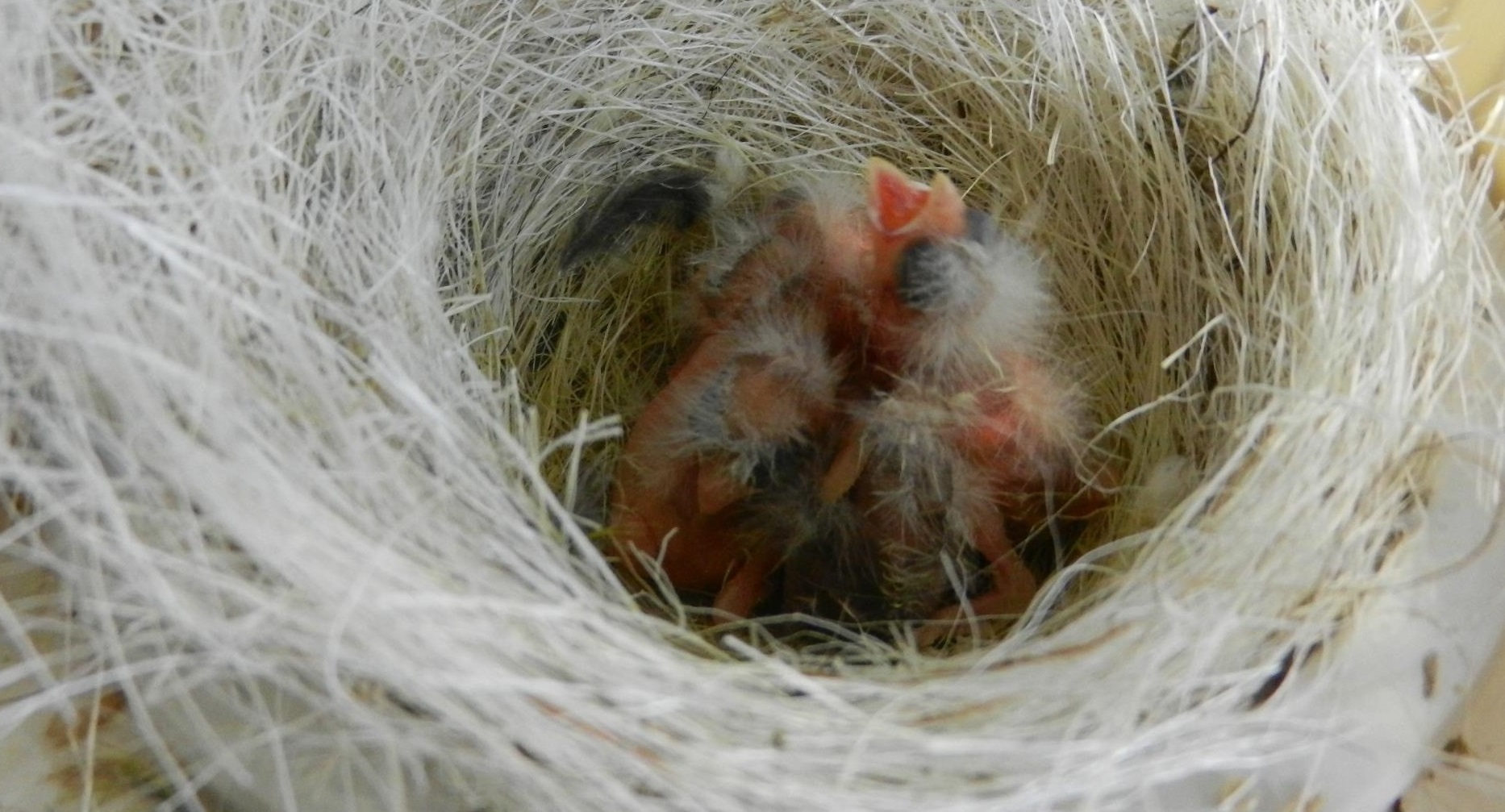 Lady Gouldian Finch Hand Feeding Supplies - Breeding Supplies