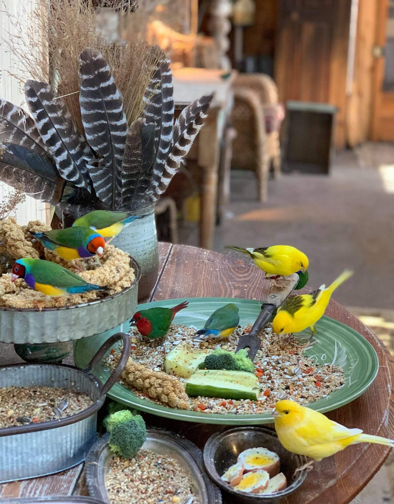 Lady Gouldian Finch Breeding Supplies USA 