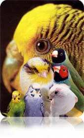 Air Sac Mites - Article and Information - ladygouldianfinch.com