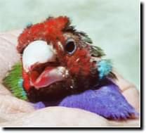 Air Sac Mites - Article and Information - ladygouldianfinch.com