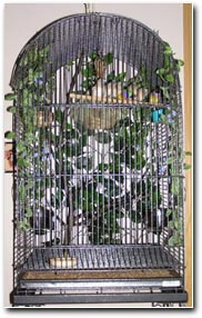 .... and baby makes 5 in a canary nest - Cage