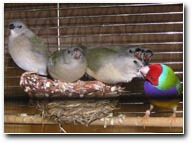 ...and baby makes 5 in a canary nest - Lady gouldian Finch