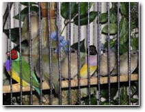 ...and baby makes 5 in a canary Nest