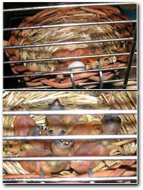 ... and baby makes 5 in a canary Nest - Nestlings