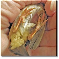Banding baby birds - ladygouldianfinch.com