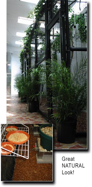 lady gouldian finch substrate