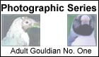 Rescue and Neglect - Gouldian No. One - ladygouldianfinch.com