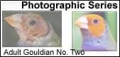 Rescue and Neglect - Gouldian No. One - ladygouldianfinch.com