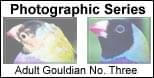 Rescue and Neglect - Gouldian No. One - ladygouldianfinch.com