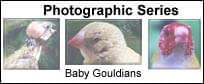 Rescue and Neglect - Gouldian No. One - ladygouldianfinch.com