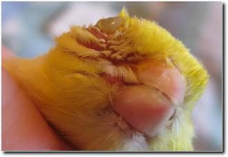 Canary pox face Ladygouldianfinch.com