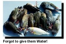Forgot the Water - Frequently Asked Questions - Ladygouldianfinch.om