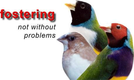 Fostering not wihout it's Problems - ladygouldianfinch.com article