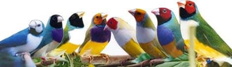 God's Little Finch - gouldian finches - Ladygouldianfinch.com