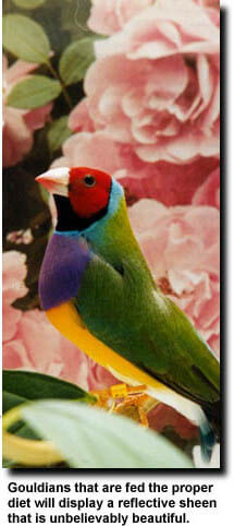 lady gouldian finch diet - ladygouldianfinch.com