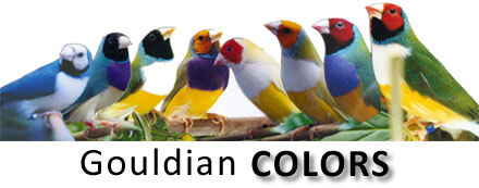Lady Gouldian Finch Mutations - ladygouldianfinch.com