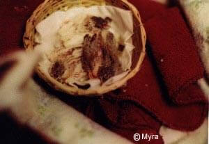 Hand Feeding Finches - Nest of babies