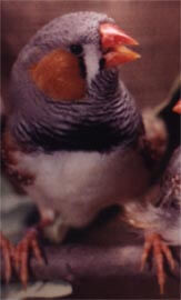 Male Zebra Finch - Article - ladygouldianfinch.com