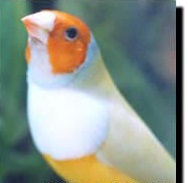 Article and Informaion on household hazards - ladygouldianfinch.com