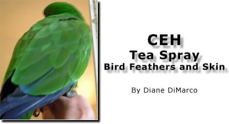 CEH Tea Spray - Article - ladygouldianfinch.com