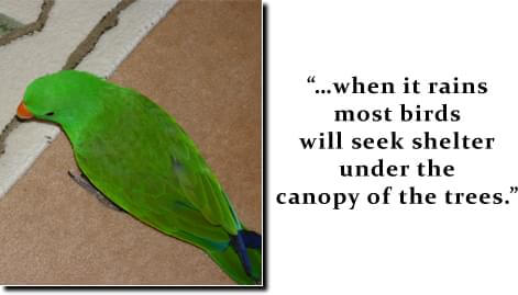 Itching - Article - Ladygouldianfinch.com