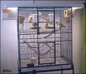 Myra's Aviary Lighting - ladygouldianfinch.com article
