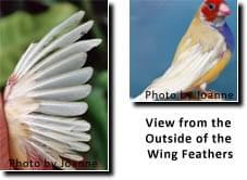 lady gouldian finch molting