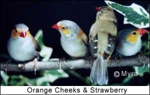 Article on multispecies cohabitation - ladygouldianfinch.com