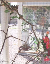 lady gouldian finch article - outdooraviary project