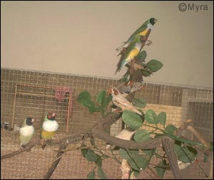 lady gouldian finch article - outdooraviary project