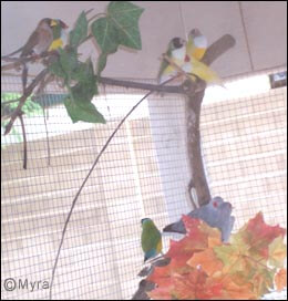 lady gouldian finch article - outdooraviary