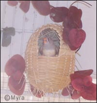 lady gouldian finch article - outdooraviary project