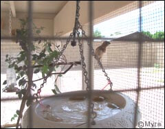 lady gouldian finch article - outdooraviary project