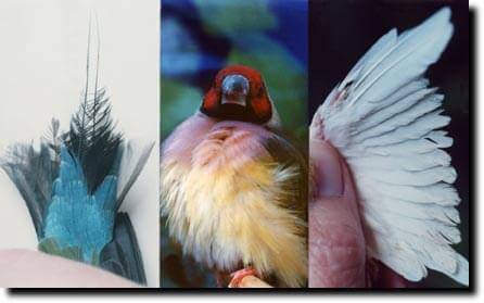 External Parasites - Feather Mites - ladygouldianfinch.com