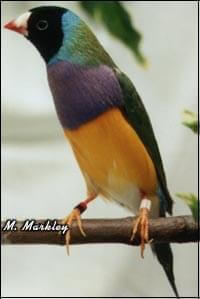Lady Gouldian Finch -  Article - ladygouldianfinch.com