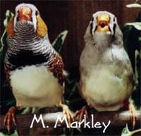 Zebra Finch - Normal Pair - Ladygouldianfinch.com