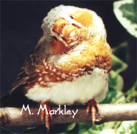Male Orange Breast - ladygouldianfinch - species information