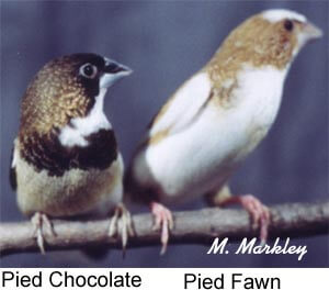 The Perfect Society - Article - Ladygouldianfinch.com