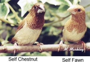 The Perfect Society - Article - Ladygouldianfinch.com