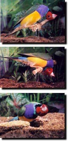 Twirling stargazing - Article and Information - ladygouldianfinch.com