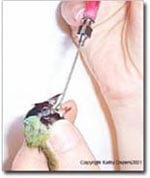 Using a crop needle - Article and Information - ladygouldianfinch.com