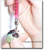 Using a Crop Needle - article and information