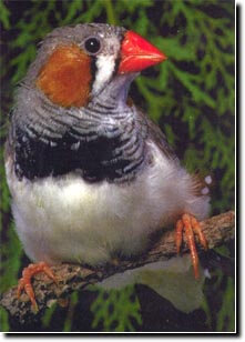 lady gouldian Finch software - Zebra Finches