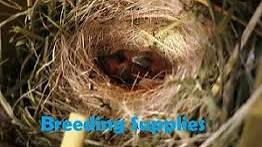 Lady Gouldian Finch Breeding Supplies - Canary Breeding Supplies - Finch Breeding supplies