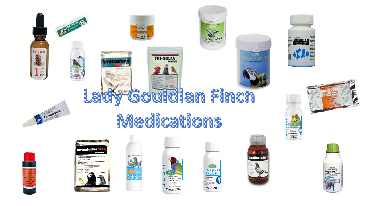 Lady gouldian finch medicine